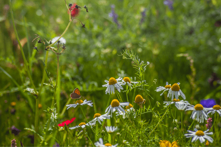 What is biodiversity net gain (BNG), and why is it important?